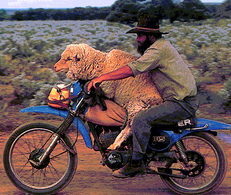 Name:  sheep_on_bike.gif
Views: 15
Size:  67.4 KB