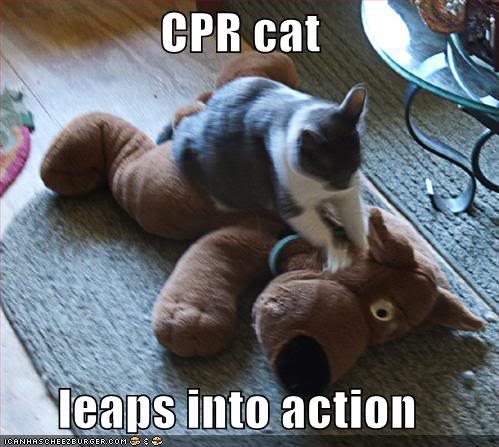 Name:  funny-pictures-cpr-cat.jpg
Views: 79
Size:  43.9 KB