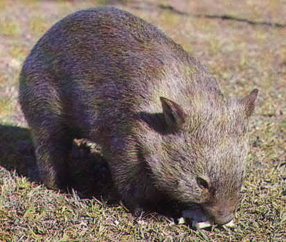 Name:  Wombat.jpg
Views: 106
Size:  24.4 KB