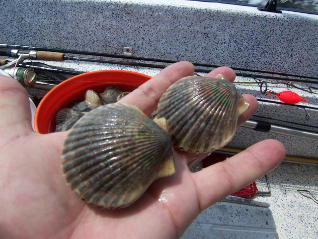 Name:  Scallop.jpg
Views: 87
Size:  343.6 KB