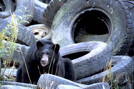 Name:  Bear20Tires1.jpg
Views: 30
Size:  27.9 KB