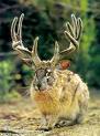 Name:  jackalope.jpg
Views: 15
Size:  3.7 KB