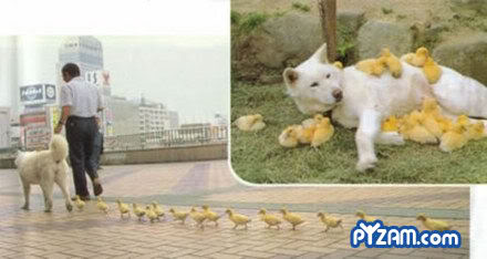 Name:  dogchicks.jpg
Views: 14
Size:  21.6 KB