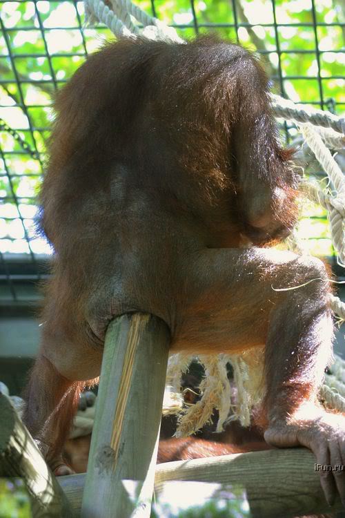 Name:  Orang_Utan_Stick_in_Ass.jpg
Views: 31
Size:  68.7 KB