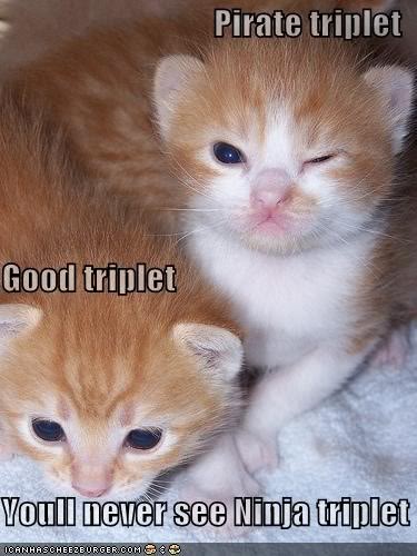 Name:  orange-triplet-kittens1.jpg
Views: 24
Size:  39.7 KB