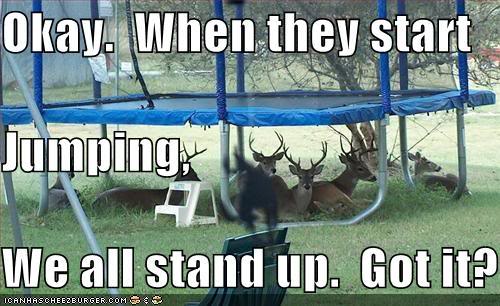 Name:  deer-under-trampoline.jpg
Views: 23
Size:  44.1 KB