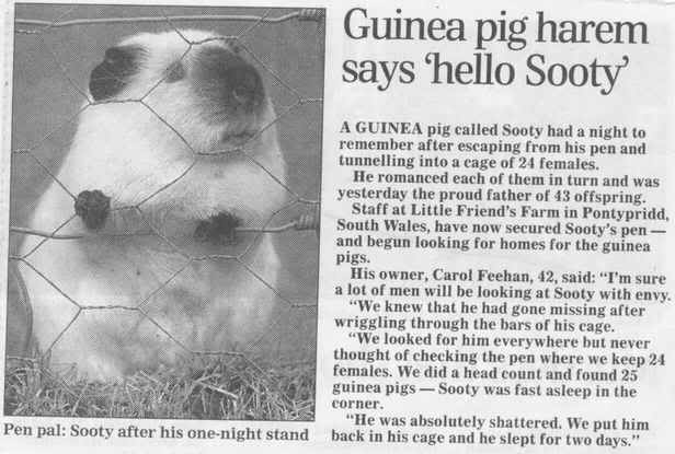 Name:  luckyguineapig.jpg
Views: 5
Size:  33.0 KB